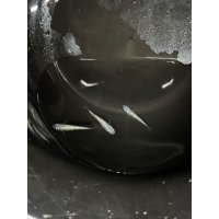 黒ラメサファイア　若魚　1匹