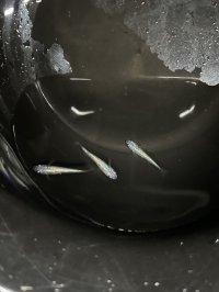 黒ラメサファイア　若魚　1匹