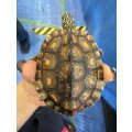 キマダラチズガメ　2021年CB　オス　NO,1