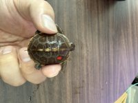 トウブハコガメTSDメス　レッド(3)