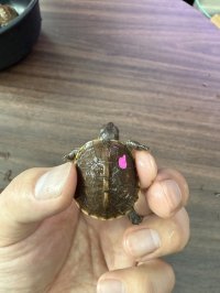 トウブハコガメTSDメス　ピンク(1)