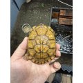 トウブハコガメTSDメス　2024CB
