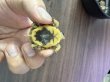 画像3: トウブハコガメTSDメス　ピンク(1) (3)