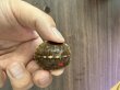 画像1: トウブハコガメTSDメス　レッド(4) (1)