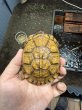 画像1: トウブハコガメTSDメス　2024CB (1)