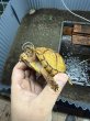 画像2: トウブハコガメTSDメス　2024CB (2)